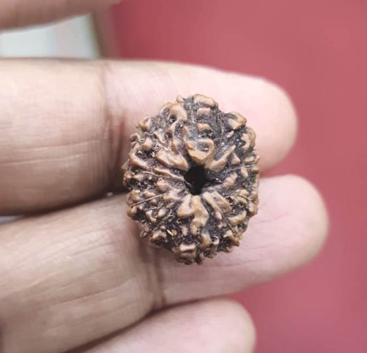 Ten Mukhi Indonesian Rudraksha (3500)