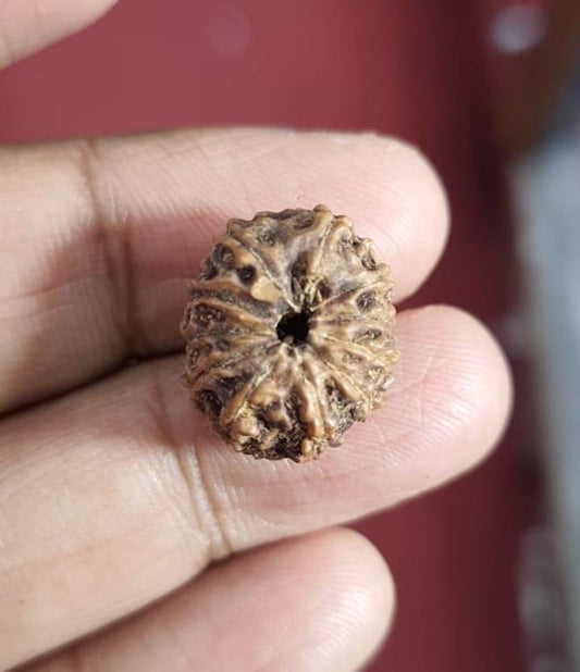 Eleven Mukhi Indonesian Rudraksha (3500)