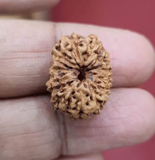 Twelve Mukhi Indonesian Rudraksha (5500)