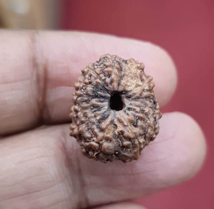 Thirteen Mukhi Indonesian Rudraksha (5500)