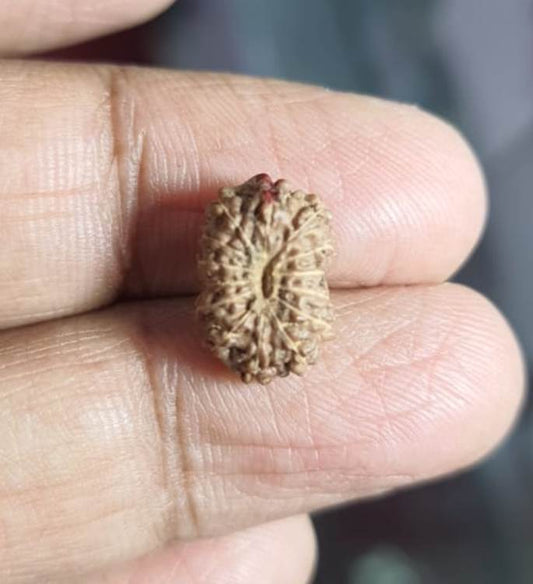 Fourteen Mukhi Indonesian Rudraksha (9500)