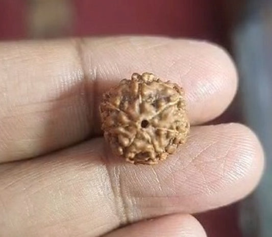 Seven Mukhi Indonesian Rudraksha-(1050)