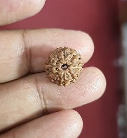 Eight Mukhi Indonesian Rudraksha (3500)